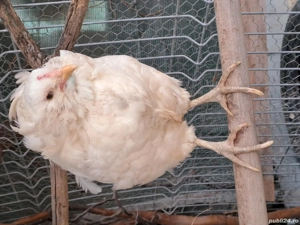 araucan cu favoroti  - imagine 4