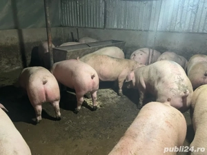 porci de vanzare  - imagine 2