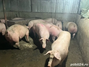 porci de vanzare  - imagine 4