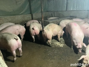 porci de vanzare  - imagine 3