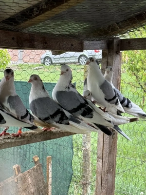 Porumbeii Jucatori de Galati.Galateni. - imagine 4