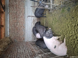 Vind Porci bazna pt sacrificat cu greutate intre 80 si 200 kg - imagine 2