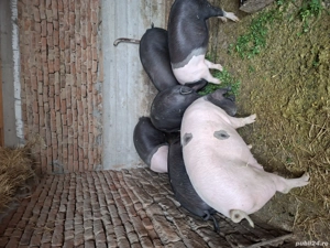 Vind Porci bazna pt sacrificat cu greutate intre 80 si 200 kg - imagine 3