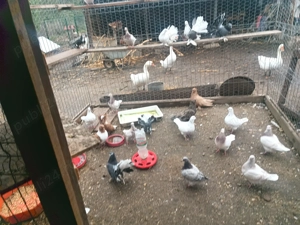 Vând   schimb cu păsări de Curte.porumbeii de calitate diferite rase 