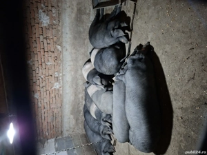 Vind Porci bazna pt sacrificat cu greutate intre 80 si 200 kg - imagine 4