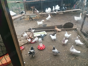 Vând   schimb cu păsări de Curte.porumbeii de calitate diferite rase  - imagine 2