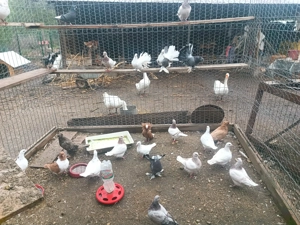 Vând   schimb cu păsări de Curte.porumbeii de calitate diferite rase  - imagine 4