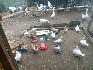 Vând   schimb cu păsări de Curte.porumbeii de calitate diferite rase  - imagine 3