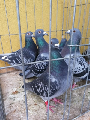 Porumbei voiajori - imagine 3