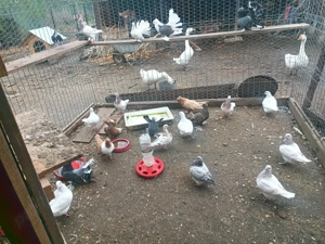 Vând   schimb cu păsări de Curte.porumbeii de calitate diferite rase  - imagine 5