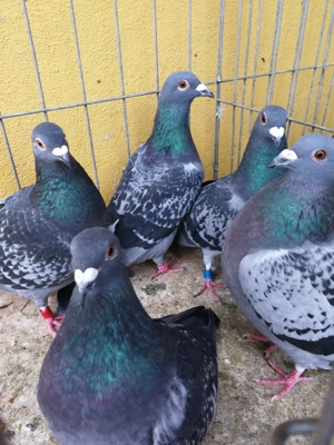 Porumbei voiajori - imagine 5