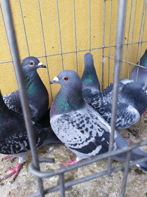 Porumbei voiajori - imagine 4