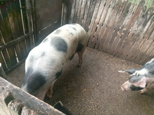 Vând porci Crescuți Bio - imagine 2 Vând porci Crescuți Bio - imagine 2