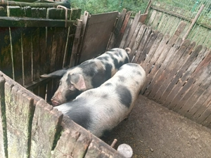 Vând porci Crescuți Bio - imagine 3 Vând porci Crescuți Bio - imagine 3