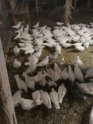 Porumbei voiajori standard romanesc.