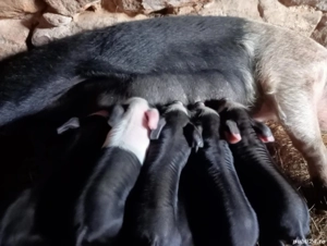 De vânzare Scroafă cu 6 purceii  - imagine 2