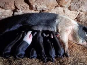 De vânzare Scroafă cu 6 purceii 