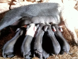 De vânzare Scroafă cu 6 purceii  - imagine 3