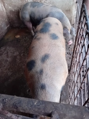 Vând  doi porciorci de carne