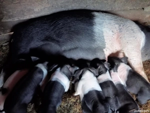 De vânzare scroafă cu 8 purceii 