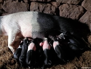 De vânzare scroafă cu 10 purceii 