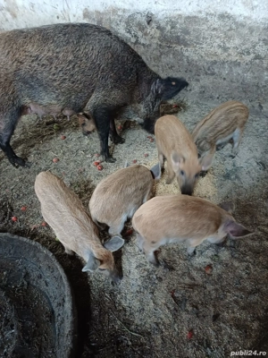 vând purcei de mangalița 