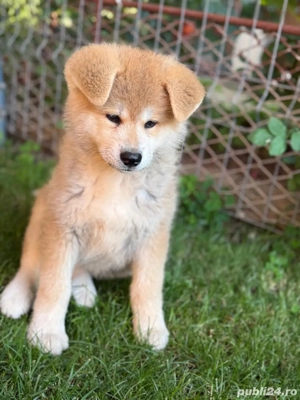 Pui Akita Inu