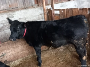 vitea de vânzare rasă angust greutatea pina în 280 kg preț 4000 lei