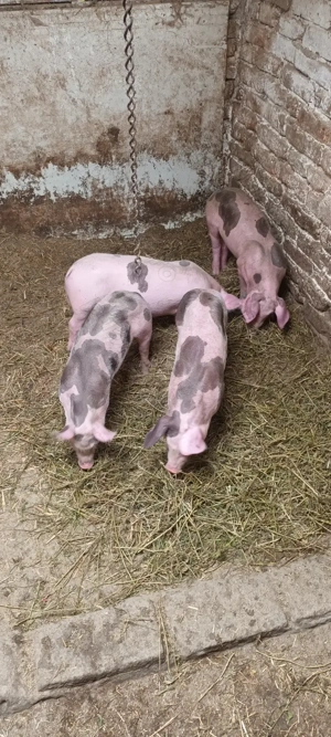 Vand purcei 10 săptămâni 