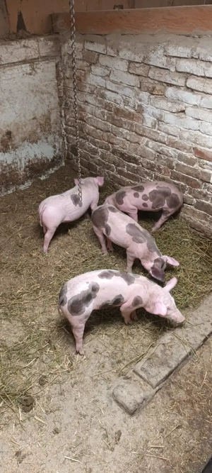 Vand purcei 12 săptămâni  - imagine 2