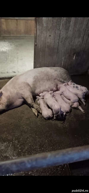 purcei de vânzare 