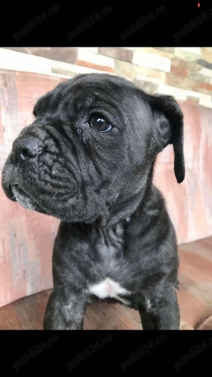 cane corso pui femela - imagine 3 cane corso pui femela - imagine 3