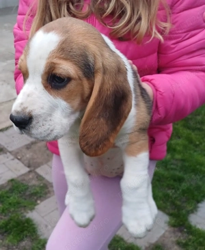 Pui Beagle Tricolor - imagine 2