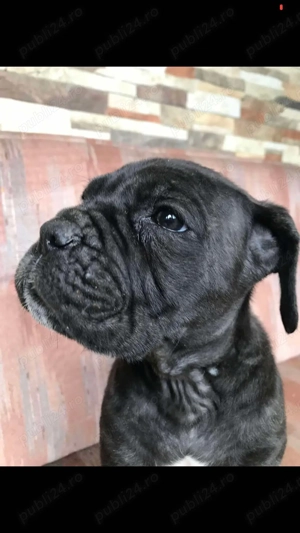cane corso pui femela