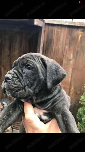cane corso pui femela - imagine 2 cane corso pui femela - imagine 2