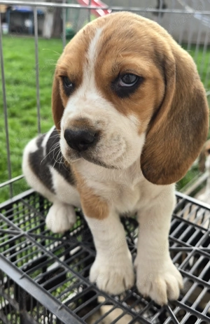 Pui Beagle Tricolor - imagine 3