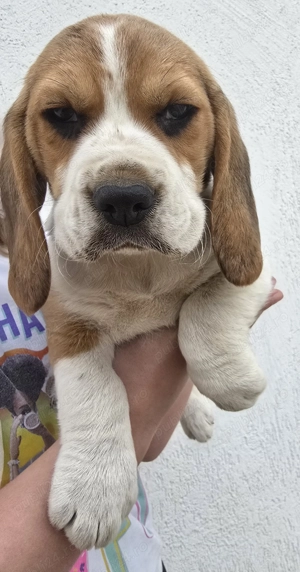 Pui Beagle Tricolor - imagine 4