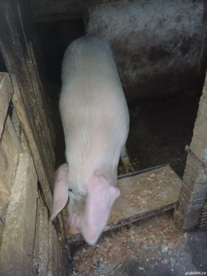 Vand 1 porc si o purcea - imagine 2