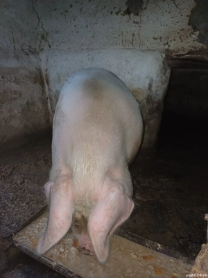 Vand o purcea si 1 porc