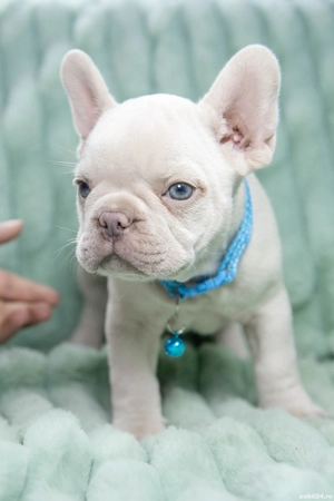 Bulldog Francez - Lilac platinum - Transport in tara - buldog francez  - imagine 5