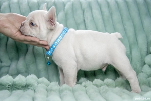 Bulldog Francez - Lilac platinum - Transport in tara - buldog francez  - imagine 4