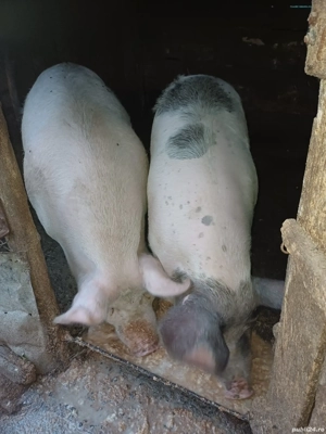 Vand 1 porc si o purcea - imagine 3