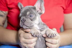 Bulldog Francez - Lilac Tan - Transport in tara - buldog francez  - imagine 5