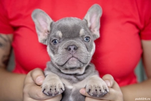 Bulldog Francez - Lilac Tan - Transport in tara - buldog francez
