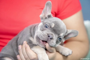Bulldog Francez - Lilac Tan - Transport in tara - buldog francez  - imagine 2