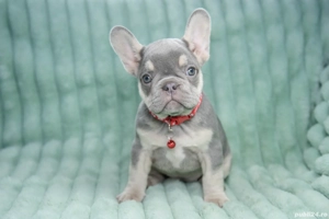 Bulldog Francez - Lilac Tan - Transport in tara - buldog francez  - imagine 4