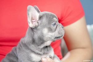 Bulldog Francez - Lilac Tan - Transport in tara - buldog francez  - imagine 3