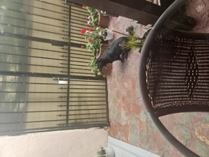 Vând casa  - imagine 9