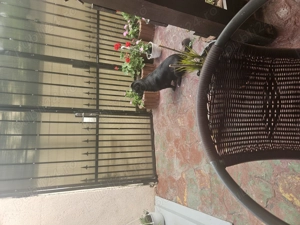 Vând casa  - imagine 10