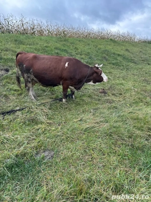 Vaca gestantă de vânzare